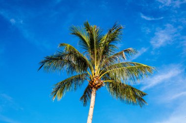 Palmiye ağacı, Boracay Adası, Filipinler