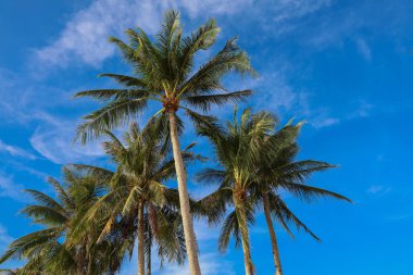 Palmiye ağaçları, Boracay Adası, Filipinler