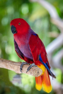 Bir ağaç brunch tarihinde dişi Eclectus papağanı