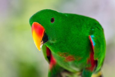 erkek eclectus papağanı