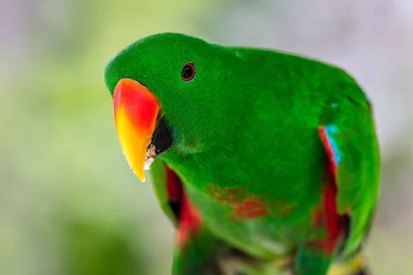 erkek eclectus papağanı