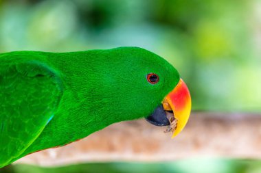 Erkek Eclectus papağanı portre