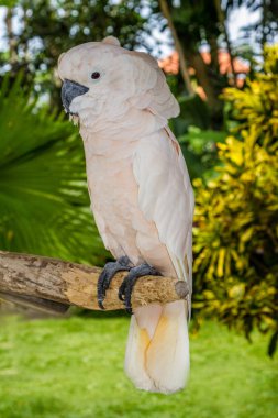 Bir ağaç brunch beyaz kakadu
