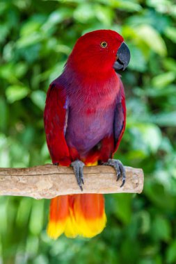 Bir ağaç brunch tarihinde dişi Eclectus papağanı