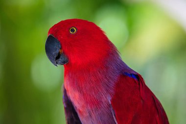 dişi eclectus papağanı
