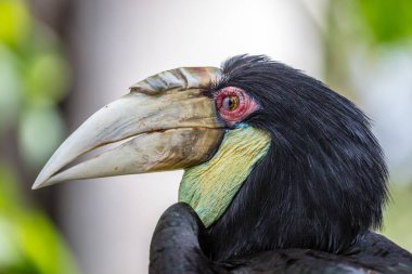 Kadın Wreathed Kartallar portre