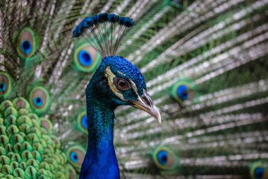 Hint tavuskuşu portre