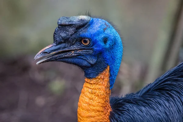 Northern cassowary portrait — Stock Photo, Image