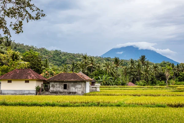 Рисовое поле с видом на гору Агунг, остров Бали, Индонезия — стоковое фото