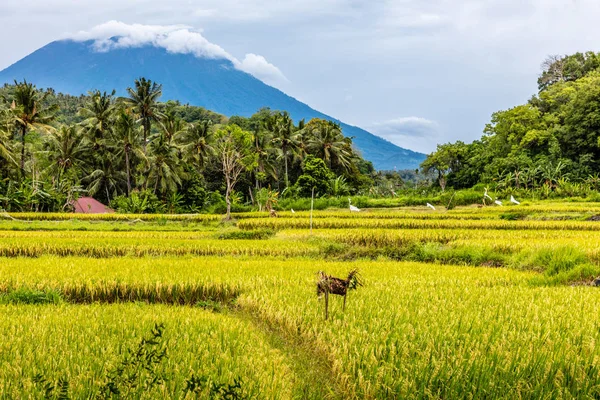 Рисовое поле с видом на гору Агунг, остров Бали, Индонезия — стоковое фото