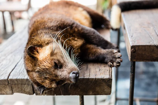 Asian palm civet, Bali Island, Indonesia — Stock Photo, Image