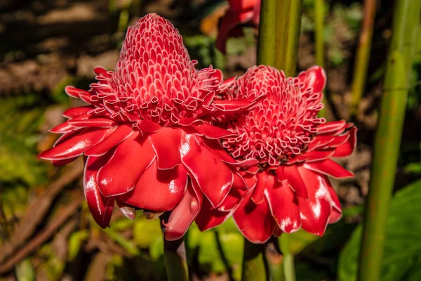 Gember bloemen, Laos — Stockfoto