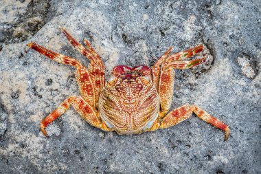 Kırmızı ve sarı renkli tuzlu su Yengeç kaya, Nusa Lembongan, Endonezya