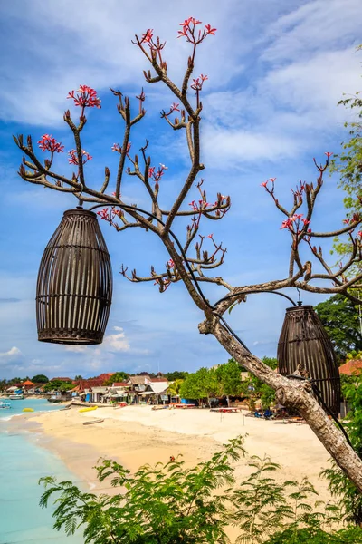 一棵开花的树上的灯笼附近海滩，努沙蓝梦、 印度尼西亚 — 图库照片