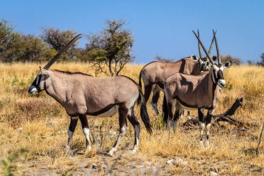 Gemsbok veya Oryx gazella etkin Milli Parkı, Namibya, Afrika'da otlatma