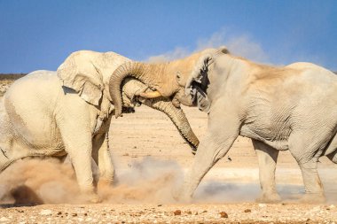 Etkin Milli Parkı, Namibya, Afrika ziyarette200 mücadele Afrika boğa filler