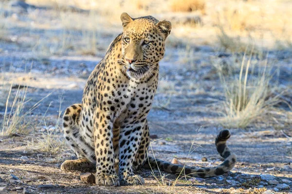 Leopardo rilassante all'ombra in Namibia, Africa — Foto Stock