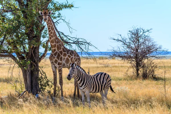 Zebra és szerzés egy árnyék a Szavanna az afrikai Etosha nemzeti parkban, Namíbia, zsiráf — Stock Fotó