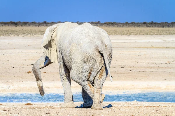 非洲大象放松在水坑里埃托沙国家公园，纳米比亚，非洲 — 图库照片