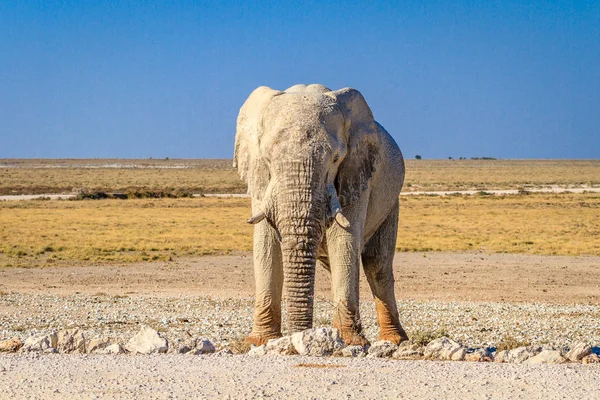 Afrikanska tjur elefant i Etosha National Park, Namibia, Afrika — Stockfoto