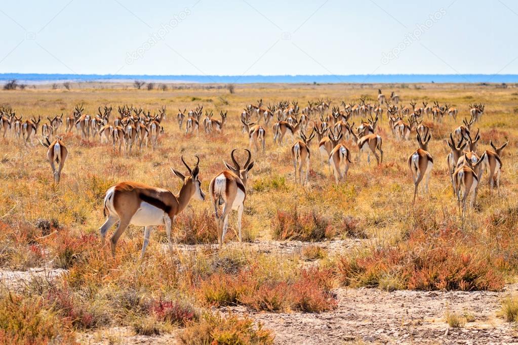 Springbok herd on the savannah of Etosha National Park, Namibia, Africa