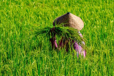 Kadın pembe bir ceket ve pirinç çeltik sahada, Bali, Endonezya toplama geleneksel koni şapka