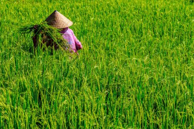 Kadın pembe bir ceket ve pirinç çeltik sahada, Bali, Endonezya toplama geleneksel koni şapka