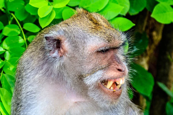 Long-tailed or Crab-eating adult macaque showing its teeth, head shot, Bali, Indonesia — Stock Photo, Image
