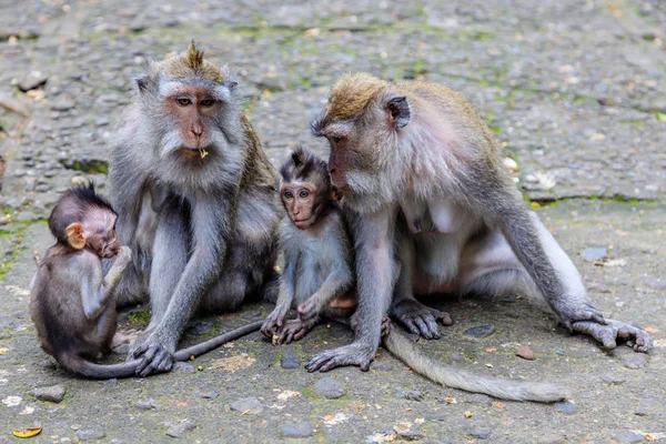 Twee moeders met baby's van lange-tailed of Krabbenetende makaak, volledige lengte, het eiland Bali, Indonesië — Stockfoto