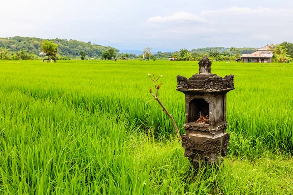 Рисовое поле с алтарем для приношений, остров Бали, Индонезия — стоковое фото