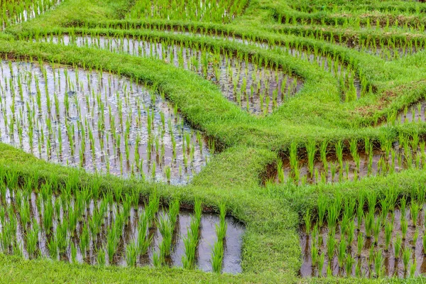 Tarasy ryżowe Jatiluwih, Bali, Indonezja — Zdjęcie stockowe