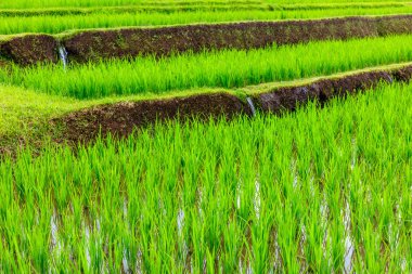Jatiluwih Rice Terasları, Bali, Endonezya