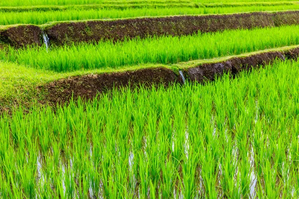 Jatiluwih Rice Terrasser, Bali, Indonesien — Stockfoto