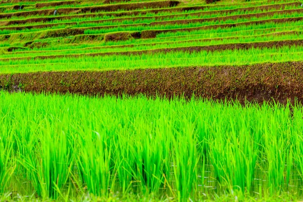 Jatiluwih Rice Terrasser, Bali, Indonesien — Stockfoto