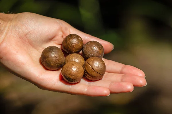 Macadamia-Nüsse in Handflächen, Königinnenland, Australien — Stockfoto