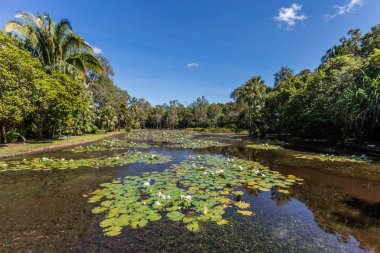 Tatlı su Gölü Cairns botanik bahçeleri, Cairns bölge, Queensland, Avustralya