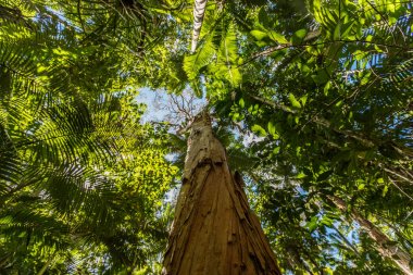 Kağıt ağaç kabuğu çay ağacı, Cairns botanik bahçeleri, Cairns bölge, Queensland, Avustralya