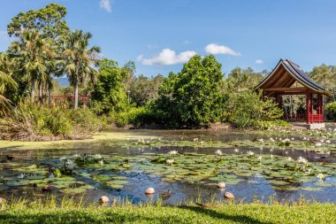Tatlı su Gölü Cairns botanik bahçeleri, Cairns bölge, Queensland, Avustralya
