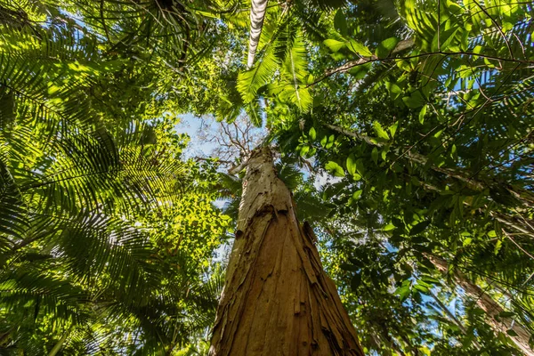 Tea tree en écorce de papier, Cairns Botanic Gardens, Cairns Region, Queensland, Australie — Photo