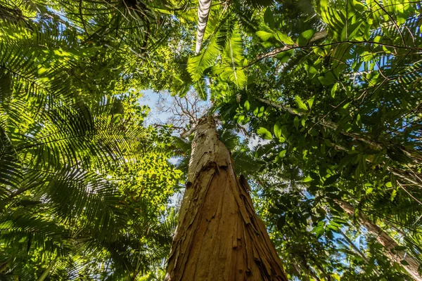 Kağıt ağaç kabuğu çay ağacı, Cairns botanik bahçeleri, Cairns bölge, Queensland, Avustralya