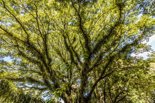 Arbre couvert de mousse, Cairns Botanic Gardens, Cairns Region, Queensland, Australie — Photo