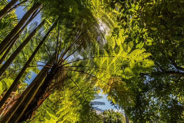 Cairns Botanic Gardens, Cairns Region, Queensland, Australia — Stock Photo, Image