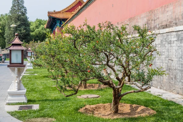 Granadas florecientes en la Ciudad Prohibida o Gugong, Beijing, China — Foto de Stock