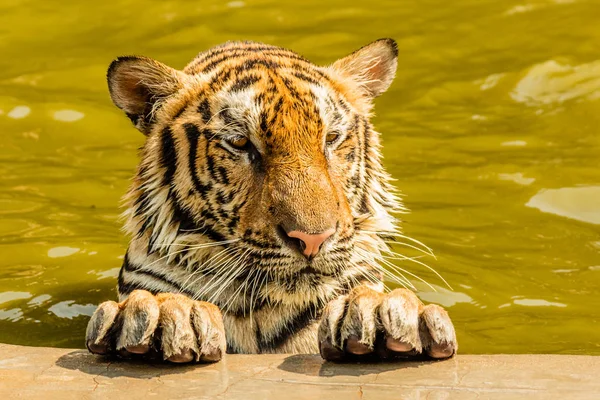 Indochinese Tiger Pool Tiger Temple Thailand Portrait — Stock Photo, Image