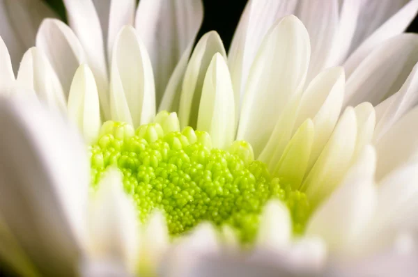 Фон из тычинки белого хризантемы крупным планом — стоковое фото