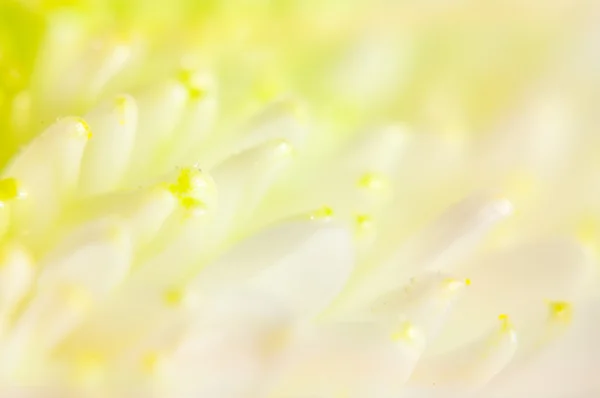 Achtergrond van meeldraden van witte chrysanten closeup — Stockfoto