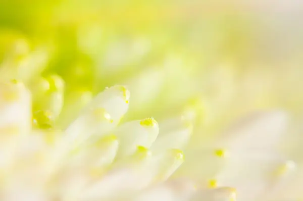 Achtergrond van meeldraden van witte chrysanten closeup — Stockfoto