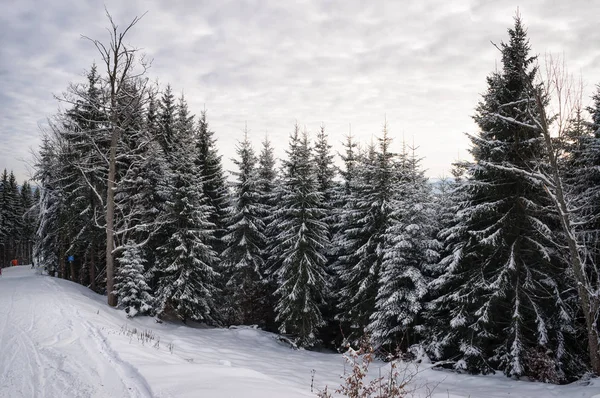 Bäume mit Raureif und Schnee in den Winterbergen bedeckt — Stockfoto