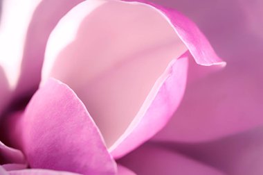 Magnolia çiçeği açar, makro manzara büyür