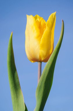 bir sarı lale odaklı ve mavi gökyüzü arka plan izole